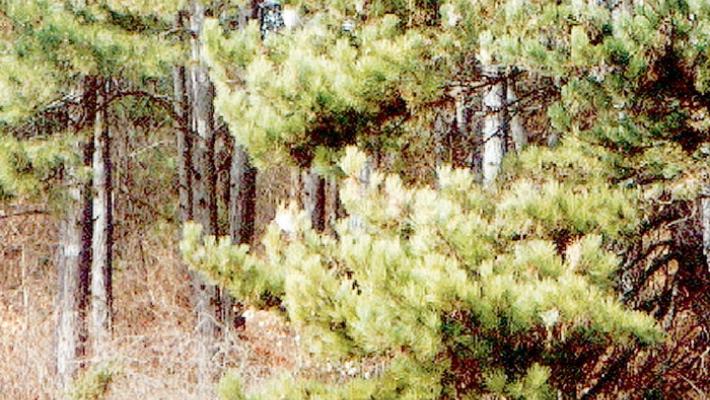 Como, uccisa e nascosta in un sacco a pelo. Confessa l'omicida