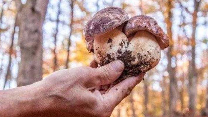 Fiera nazionale del fungo porcino di Albareto: ecco il programma