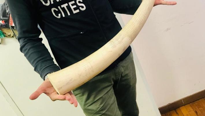 In vendita senza certificazione: sequestrata zanna di elefante al Mercanteinfiera