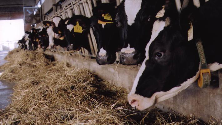 A Parma al via edizione autunnale dell'asta delle bovine