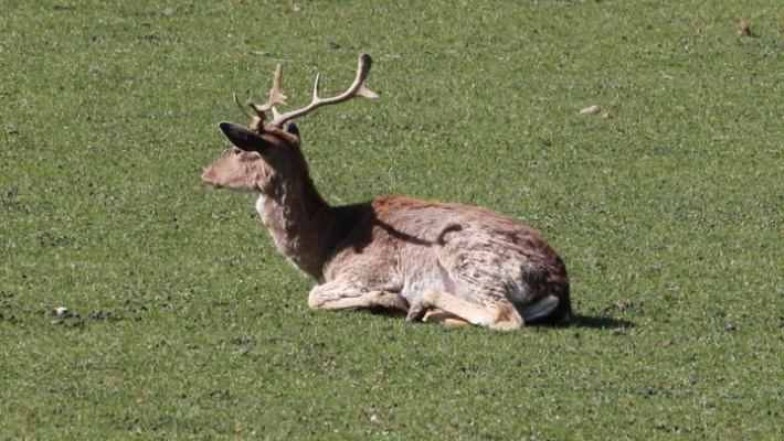 E' morto il cervo investito da un'auto in centro a Chiavari