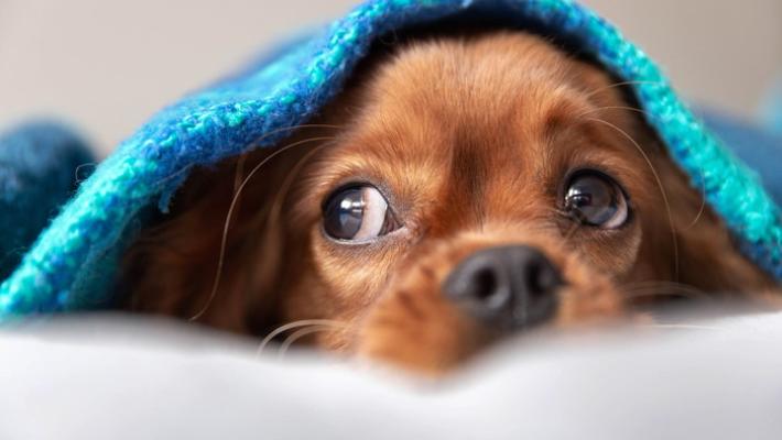 Arriva l'inverno: regalate una coperta agli animali dei rifugi