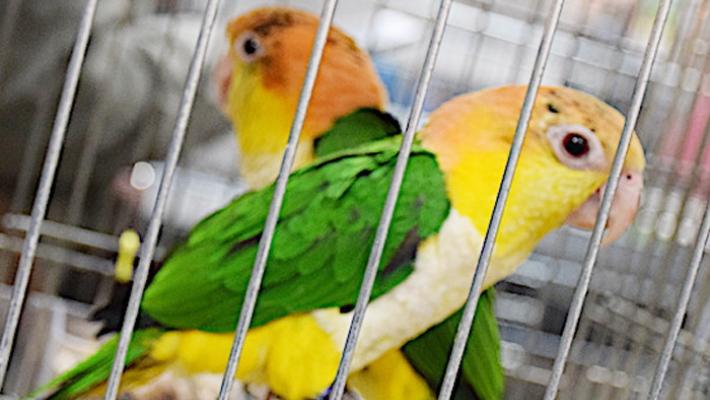 Sequestrati 235 uccelli a Reggio Emilia dai carabinieri forestali