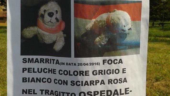 Cercasi foca disperatamente
