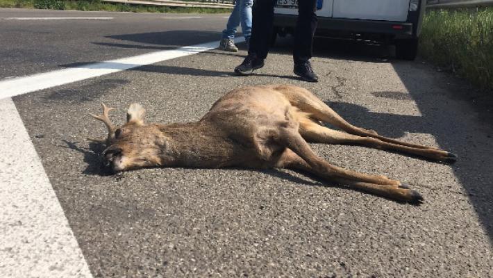 Capriolo investito in tangenziale nord