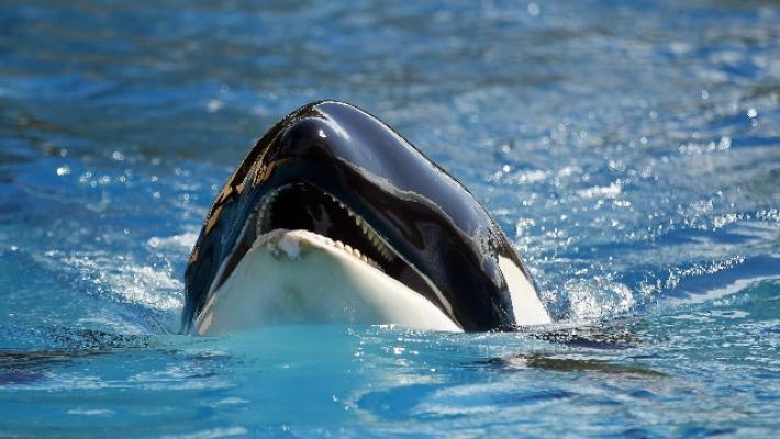 Mamma Orca ha abbandonato il cucciolo morto