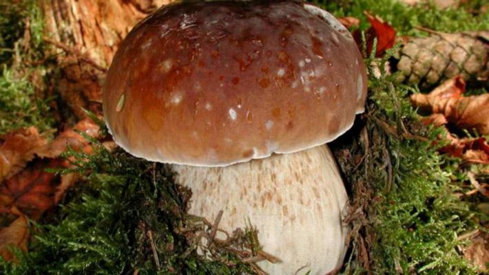 Funghi e tartufi: in arrivo tante occasioni golose