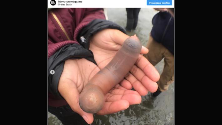 Misteriosa invasione di pesci pene sulle  spiagge della California - Video 