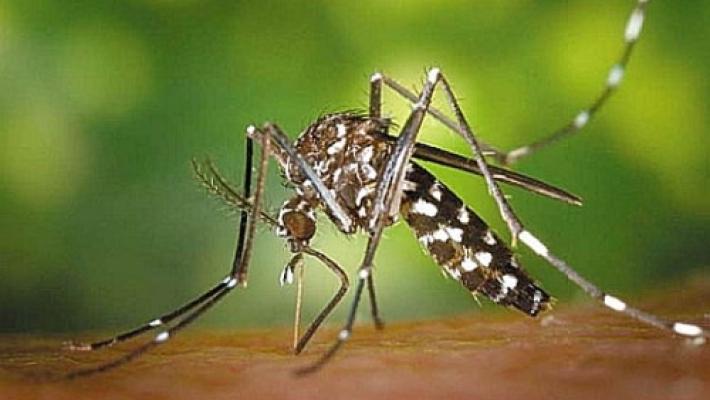 Dengue: un caso sospetto a Collecchio; rientrata l'allarme a Polesine Zibello 