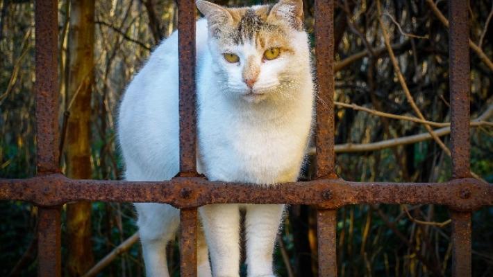 Uccideva gattini, condannata a 6 mesi