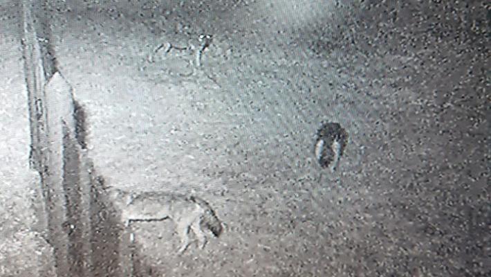 Lupi a Langhirano ripresi da una videocamera di sorveglianza
