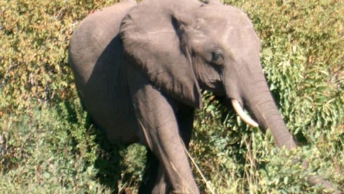 Imola, elefante  libero in mezzo a un prato. Era scappato dal circo