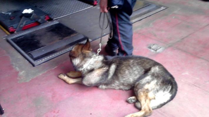 Assistenza veterinaria gratuita per i cani con le stellette in pensione