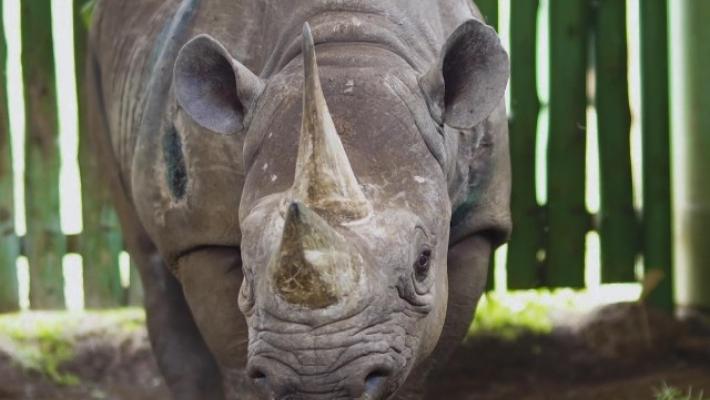 Morto il rinoceronte più vecchio del mondo
