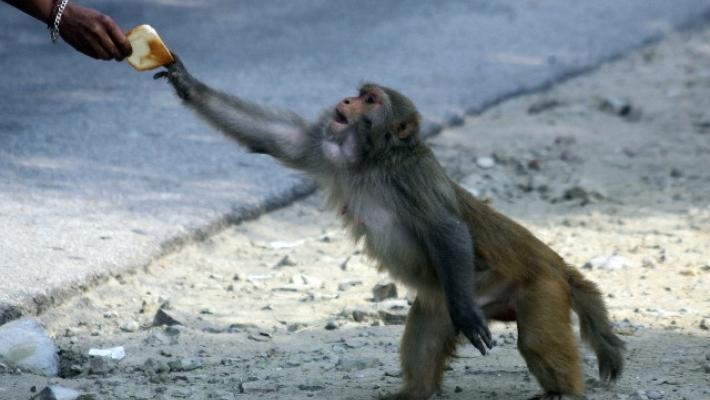 Germania: incendio allo zoo di Krefeld, strage di scimmie