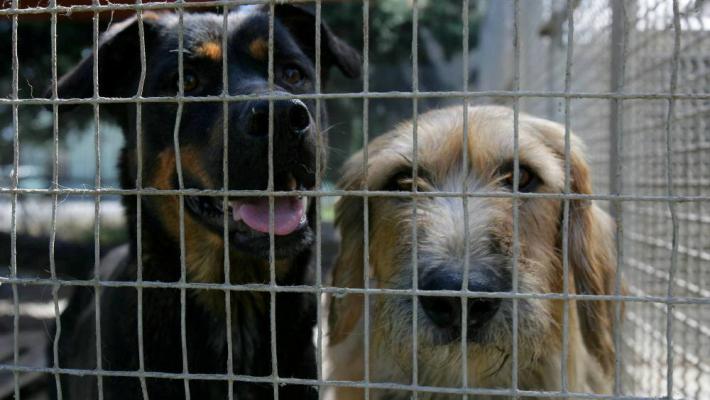 Il nuovo canile apre a inizio anno