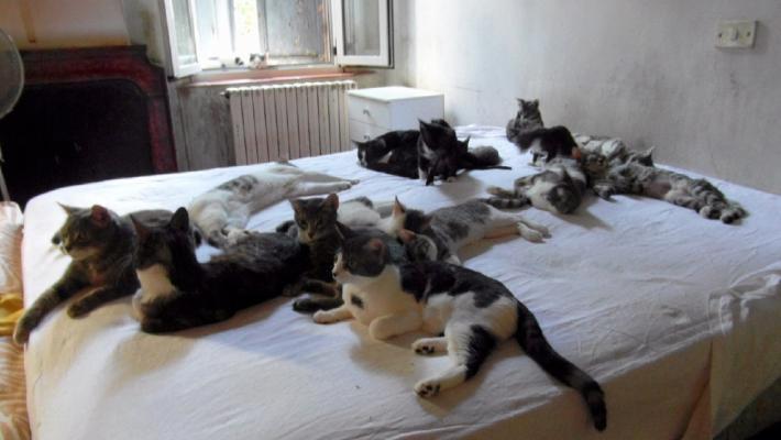 Sessanta gatti in un bilocale, Enpa: "Adottateli"