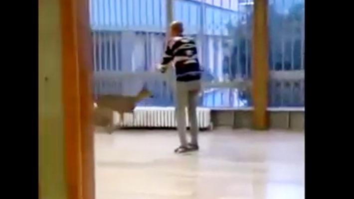 Capriolo 'entra' a scuola a Imola, catturato e liberato - Video 