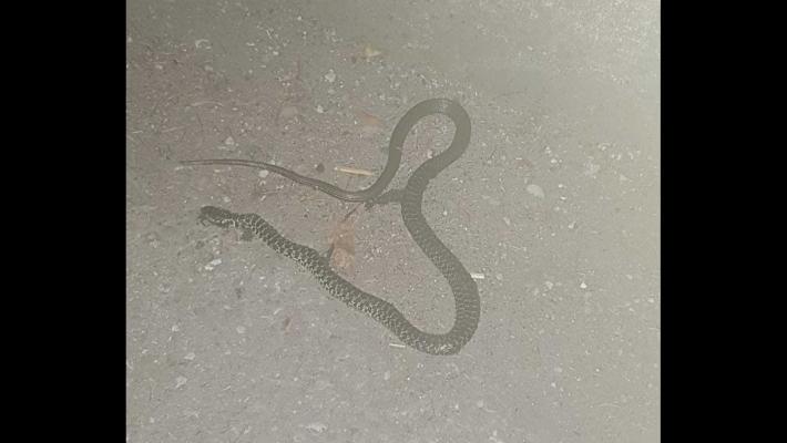 Serpente in via Giolitti
