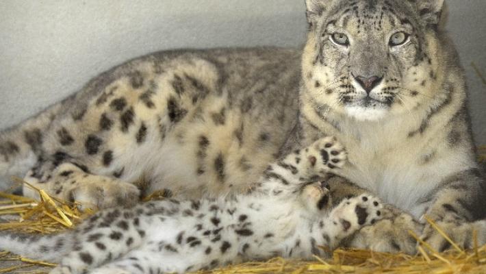 In Etiopia contrabbando di baby leopardi