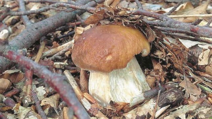 Tutti in attesa dei funghi sperando nelle piogge