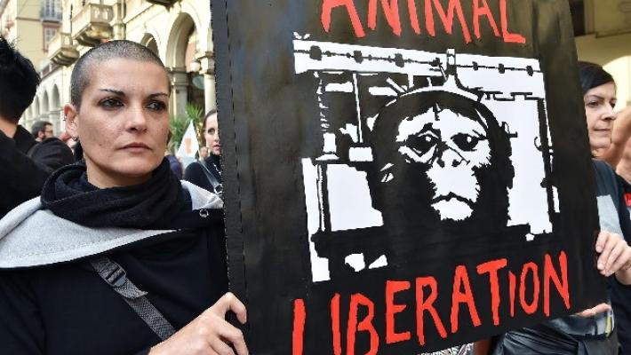 Sospesa la sperimentazione sui macachi, Rettore e Pro Rettore: 'La ricerca è un bene universale'