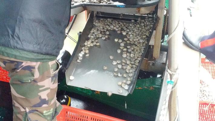 Sos per vongole e telline