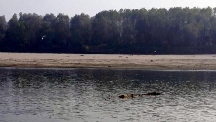 Florida, ucciso da alligatore mentre cercava frisbee in lago 