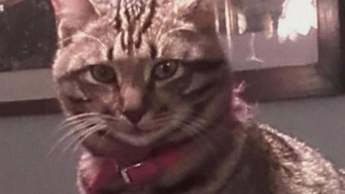 Gattina smarrita in zona Crocetta  