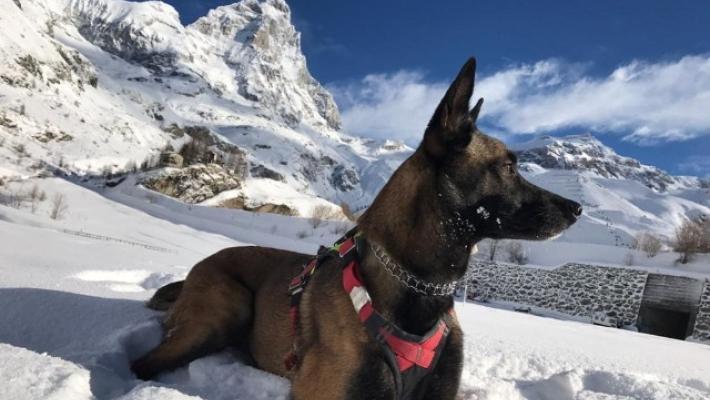 Cane sopravvive 16 giorni su ghiacciai