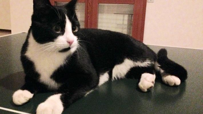 Ritrovato gatto in Via Solari