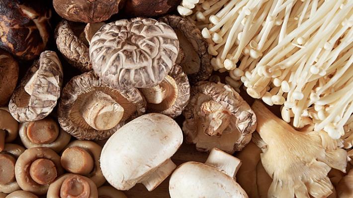 Arriva il corso per riconoscere i funghi