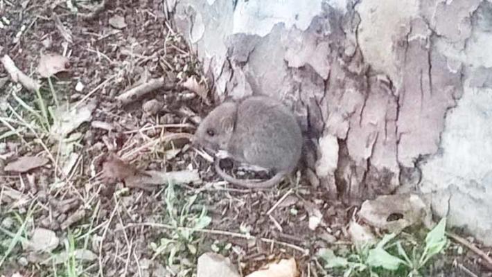 Salsomaggiore, allarme topi: 'Sfrecciano da tutte le parti'