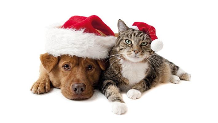 Si inizia domani con l'open day al gattile