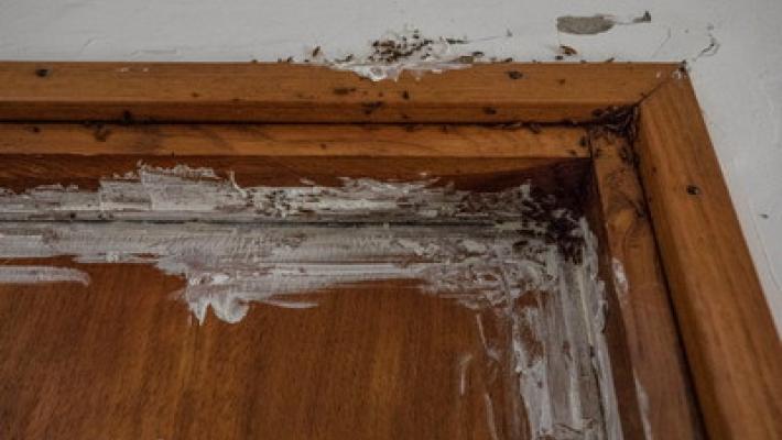 Via Buffolara, condominio invaso dagli scarafaggi, inquilini «in trincea»