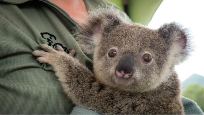 Australia, l'allarme del Wwf: koala a rischio estinzione
