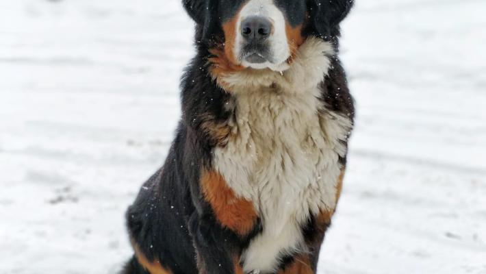 'Buon viaggio, amico mio'.: come elaborare il lutto degli animali d'affezione