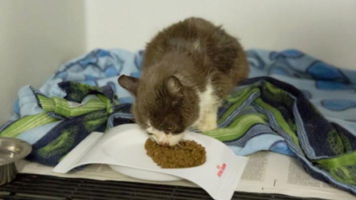 La gattina Highlander cerca casa