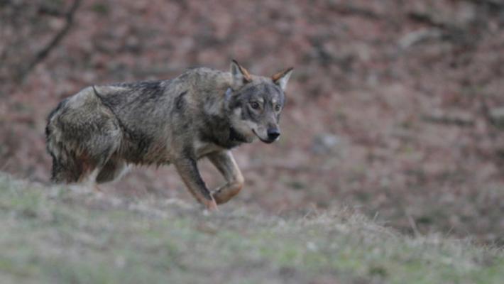 Il sindaco e i lupi: «Io visionario? No, realista»
