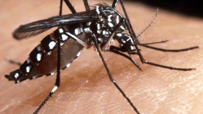 West Nile, primo caso di malattia a Modena.