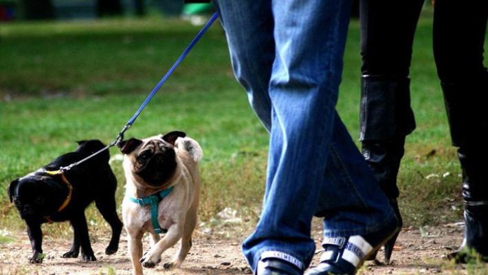 Come cambiano le abitudini per la cura degli amici a 4 zampe