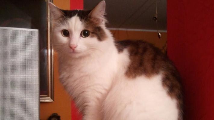Gatto smarrito