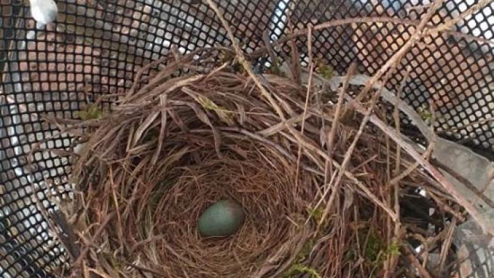 La Buona Pasqua arriva da una merla: deposto l'uovo nel cesto di una bicicletta
