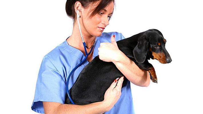 Le possibili cause del prurito in un cane