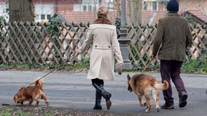 Il sindaco di Collecchio: &laquo;Cerchiamo padroni per 15 cani&raquo;