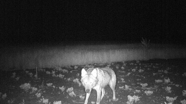 Lupo nell’orto: la foto di un lettore