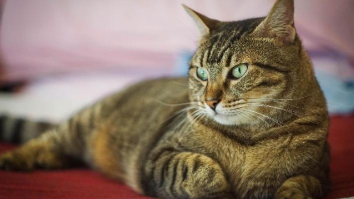 Come i nostri gatti comunicano con noi