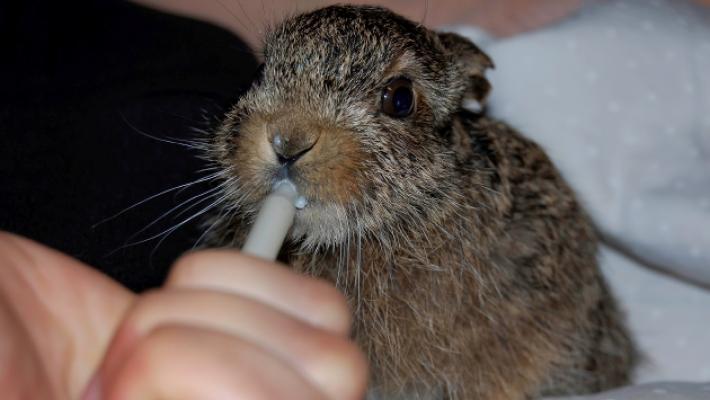 Gli animali selvatici feriti? Tanti. Ma ai volontari manca l'«ospedale»: "Cerchiamo un posto adatto"