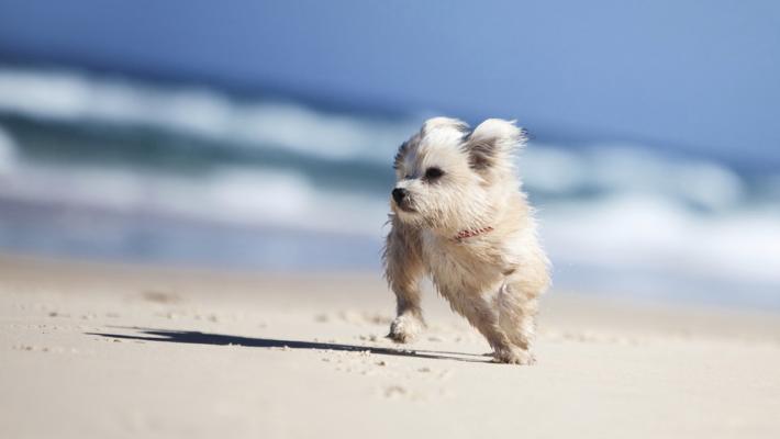 Cani in spiaggia: 10 consigli per una vacanza piacevole