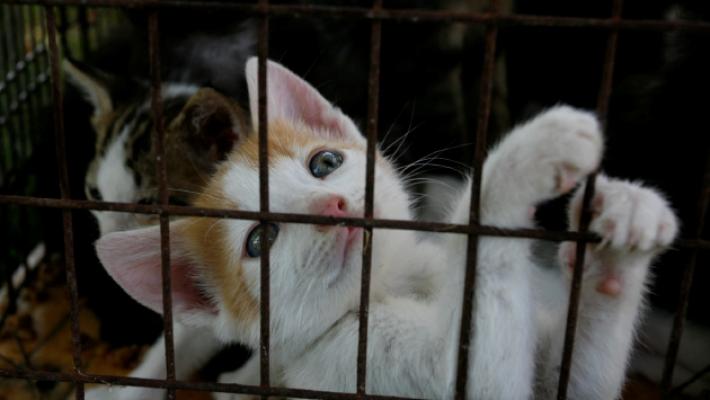 Gattile, è guerra di numeri sui 391 decessi in tre anni. Paci: «Situazione fisiologica»